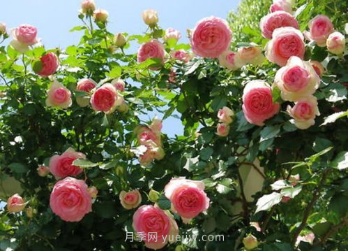 武漢花路看5600米月季花景觀帶，各類(lèi)月季品種美不勝收(圖7)