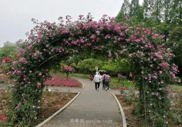 武漢花路看5600米月季花景觀帶，各類(lèi)月季品種美不勝收(圖3)