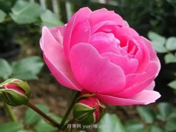 上海順平路2520株艾拉絨球月季點(diǎn)亮初夏(圖4)