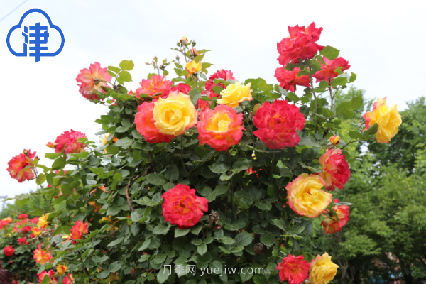稀有月季品種競(jìng)相綻放 天津經(jīng)開區(qū)成月季花城(圖6)