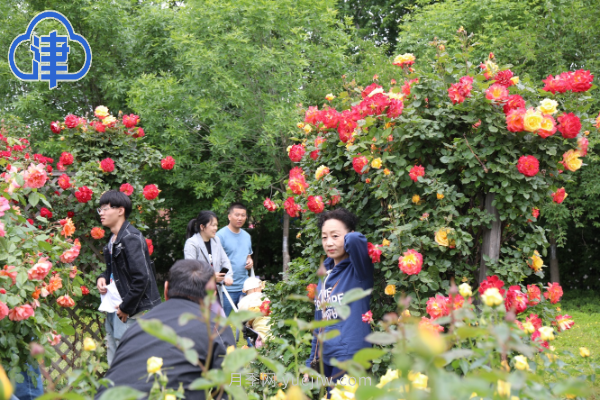 稀有月季品種競(jìng)相綻放 天津經(jīng)開區(qū)成月季花城(圖3)