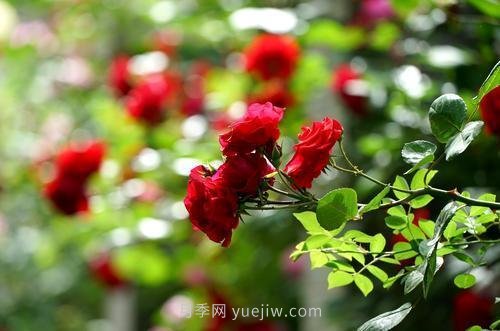 南陽月季火出圈！鄭州市花月季舉手有話說(圖5)