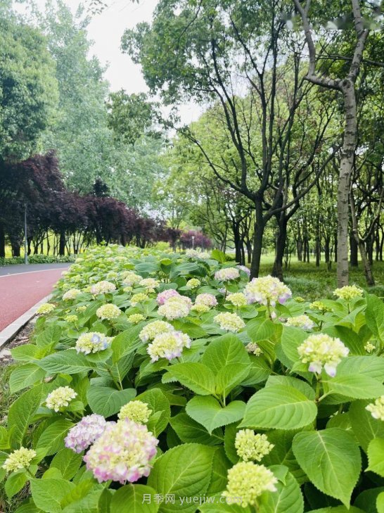 月季成墻、繡球綻放……上海長(zhǎng)寧外環(huán)林帶生態(tài)綠道花開正艷(圖3)