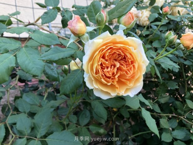 瑪格麗特王妃月季花的特點(diǎn)(圖1)