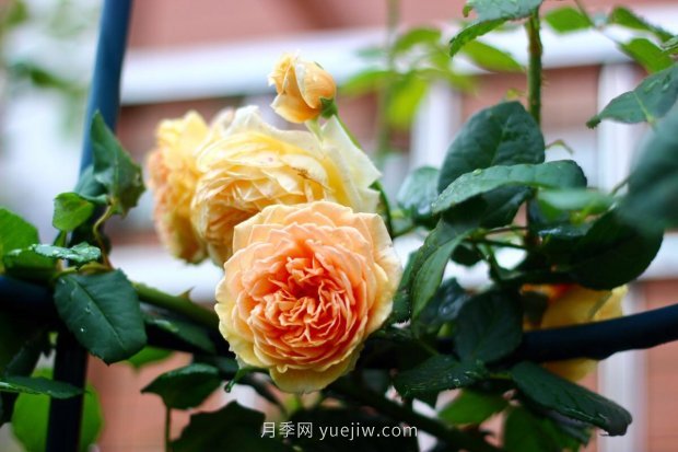 瑪格麗特王妃月季花的特點(diǎn)(圖2)