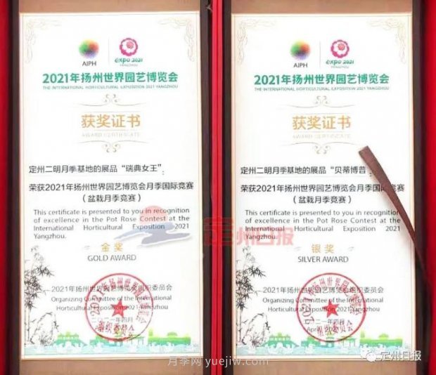 河北定州月季在揚(yáng)州世園會(huì)斬獲大獎(jiǎng)，一金一銀兩銅！(圖1)