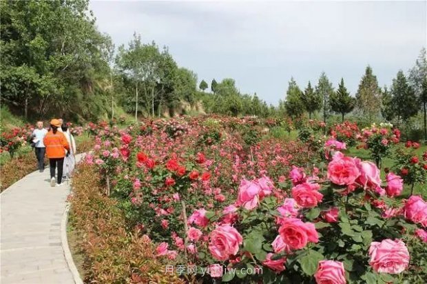 天水市秦州區(qū)增加北山月季黨史學(xué)習(xí)教育主題公園(圖3)