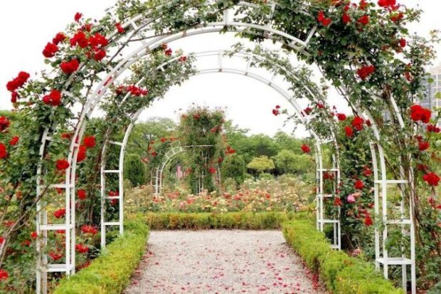 上海閔行區(qū)花好月園公園，萬株月季怒放快來品(圖5)