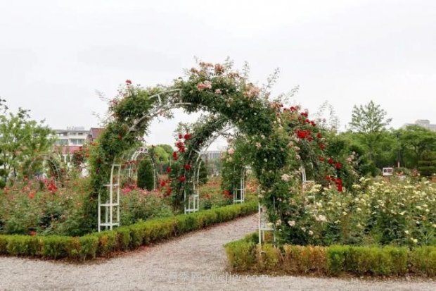 上海閔行區(qū)花好月園公園，萬株月季怒放快來品(圖6)