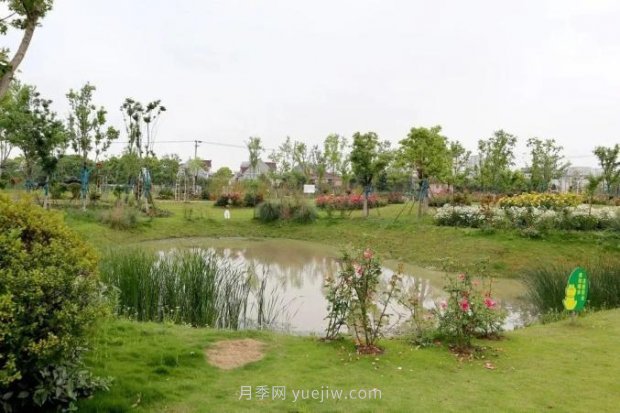 上海閔行區(qū)花好月園公園，萬株月季怒放快來品(圖2)