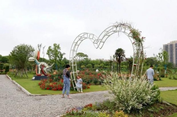 上海閔行區(qū)花好月園公園，萬株月季怒放快來品(圖7)