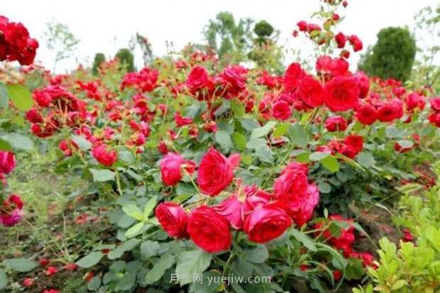 上海閔行區(qū)花好月園公園，萬株月季怒放快來品(圖4)