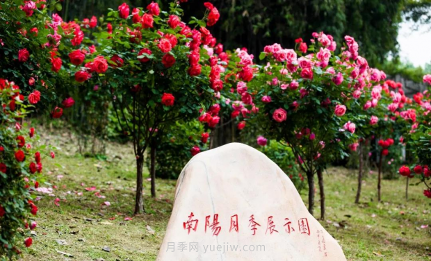 同賞一束花，共沐月季香，看南陽(yáng)月季如何變?yōu)槲錆h“街花”(圖4)