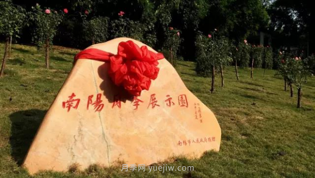 同賞一束花，共沐月季香，看南陽(yáng)月季如何變?yōu)槲錆h“街花”(圖3)