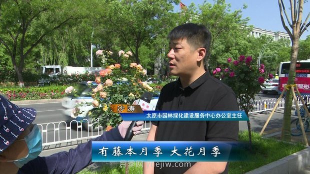 太原三百萬株月季玫瑰盛開，許你一座浪漫之都(圖6)