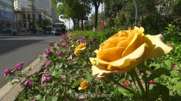 太原三百萬株月季玫瑰盛開，許你一座浪漫之都(圖4)