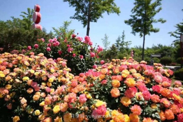山東煙臺(tái)月季花節(jié)如期而至，美得劃不動(dòng)屏(圖9)