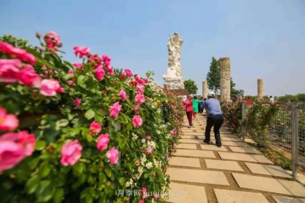 山東煙臺(tái)月季花節(jié)如期而至，美得劃不動(dòng)屏(圖6)