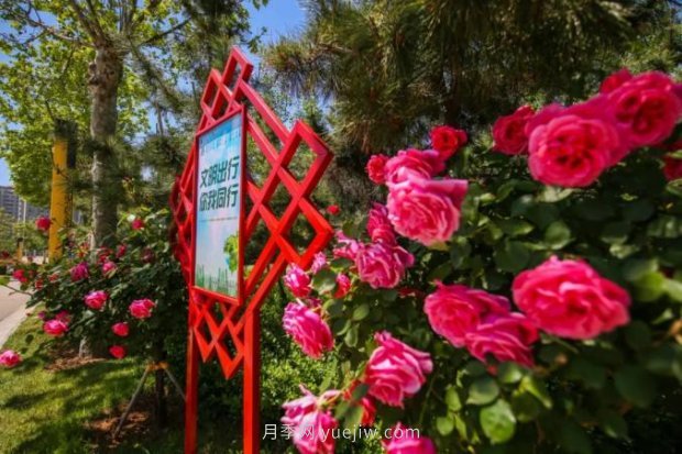 山東煙臺(tái)月季花節(jié)如期而至，美得劃不動(dòng)屏(圖3)