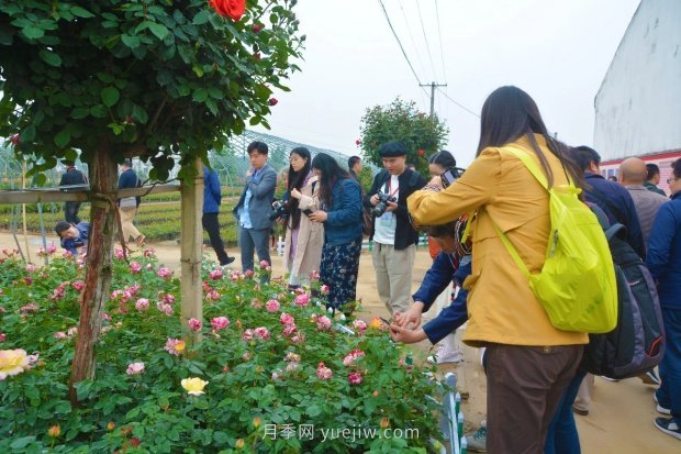 河南南陽臥龍區(qū)：“花草產(chǎn)業(yè)”月季艾草唱響富民曲(圖2)
