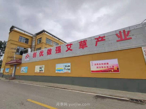河南南陽臥龍區(qū)：“花草產(chǎn)業(yè)”月季艾草唱響富民曲(圖4)