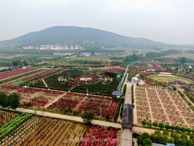 河南南陽臥龍區(qū)：“花草產(chǎn)業(yè)”月季艾草唱響富民曲(圖3)