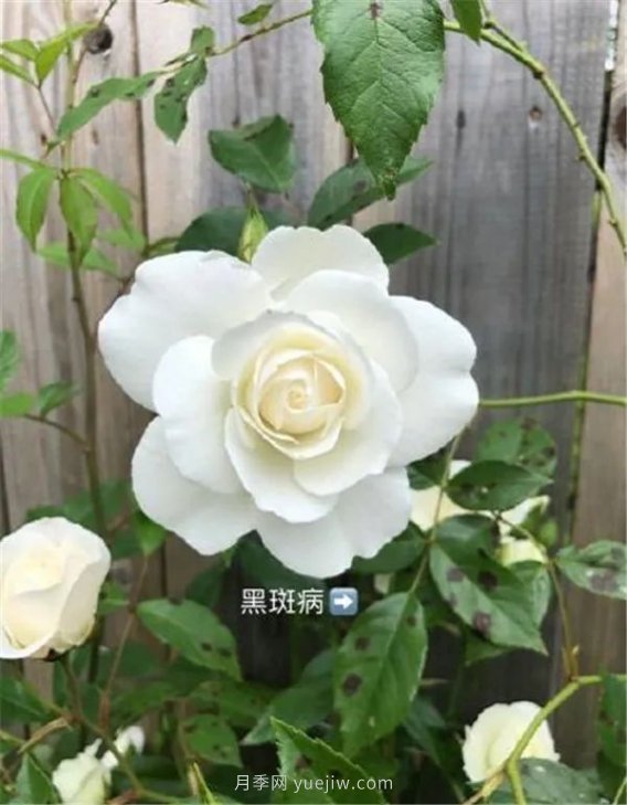 夏天來了，你的月季也黃葉了嗎？(圖3)