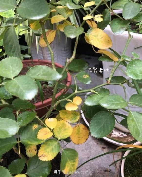 夏天來了，你的月季也黃葉了嗎？(圖1)