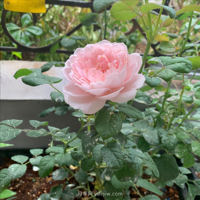 月季總是不開花，幾個(gè)養(yǎng)護(hù)要素做到位，開花不斷(圖2)