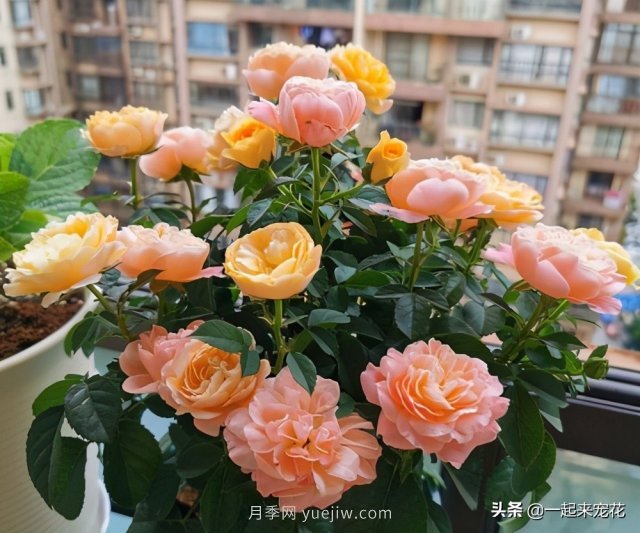 貴州大媽喜歡養(yǎng)月季，院子里養(yǎng)了4種月季，都是精品(圖4)