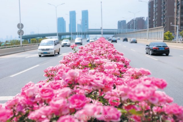 南陽月季變身武漢網(wǎng)紅，花中皇后香飄大江南北(圖1)