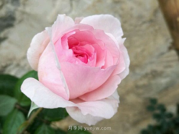 超耐陰的四季開花的月季都有哪些品種？(圖1)