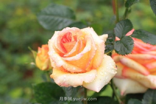 月季花修剪及施肥時間和方法(圖2)