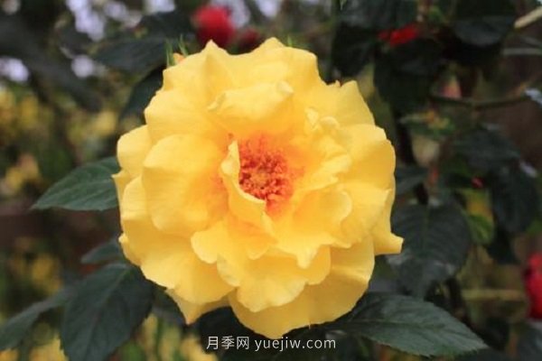 月季花修剪及施肥時間和方法(圖1)