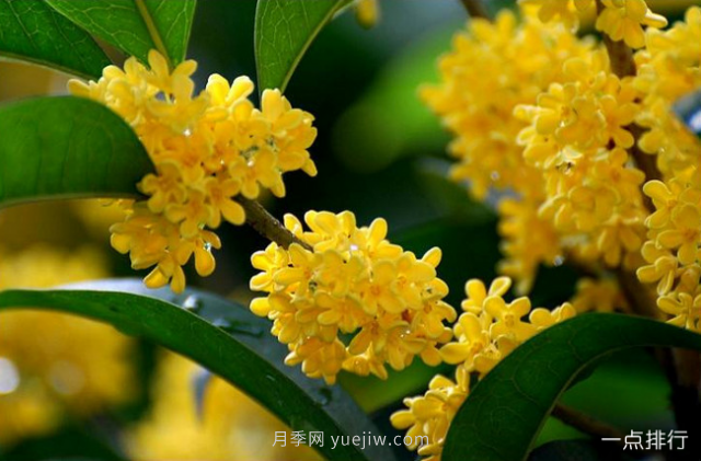 桂花哪個(gè)品種***名貴？名貴桂花品種排名(圖6)