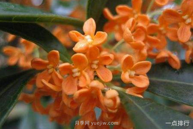 桂花哪個(gè)品種***名貴？名貴桂花品種排名(圖1)