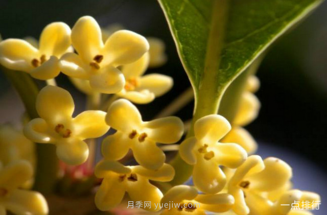 桂花哪個(gè)品種***名貴？名貴桂花品種排名(圖4)