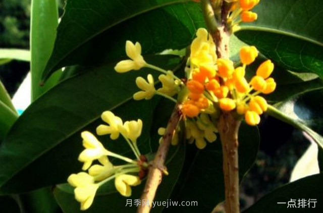 桂花哪個(gè)品種***名貴？名貴桂花品種排名(圖5)