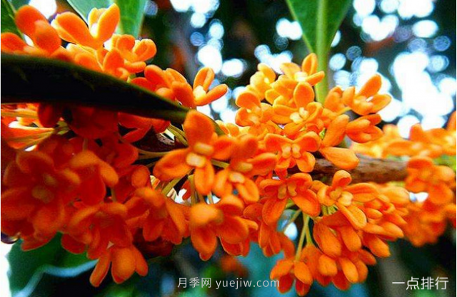 桂花哪個(gè)品種***名貴？名貴桂花品種排名(圖2)