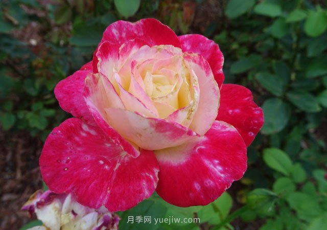 月季花的種類非常多，哪一種月季花好養(yǎng)活？推薦5個品種(圖1)