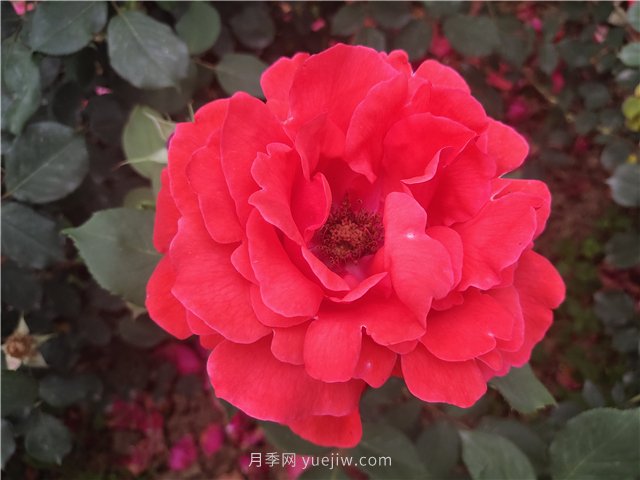 20種經典月季品種，妝點南陽火熱的夏季(圖1)