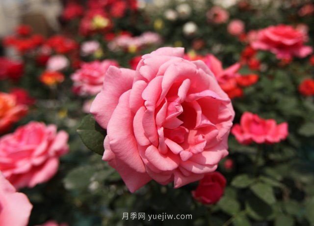 20種經典月季品種，妝點南陽火熱的夏季(圖2)