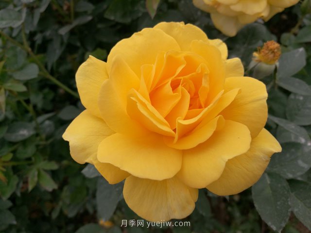 20種經典月季品種，妝點南陽火熱的夏季(圖5)