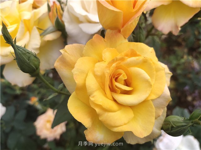 20種經典月季品種，妝點南陽火熱的夏季(圖6)