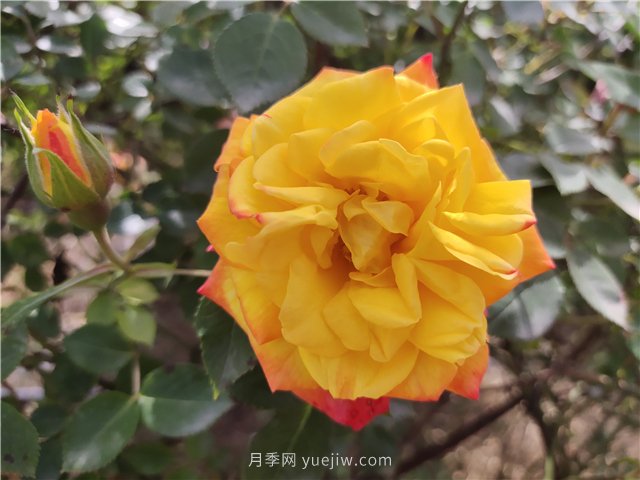 20種經典月季品種，妝點南陽火熱的夏季(圖7)