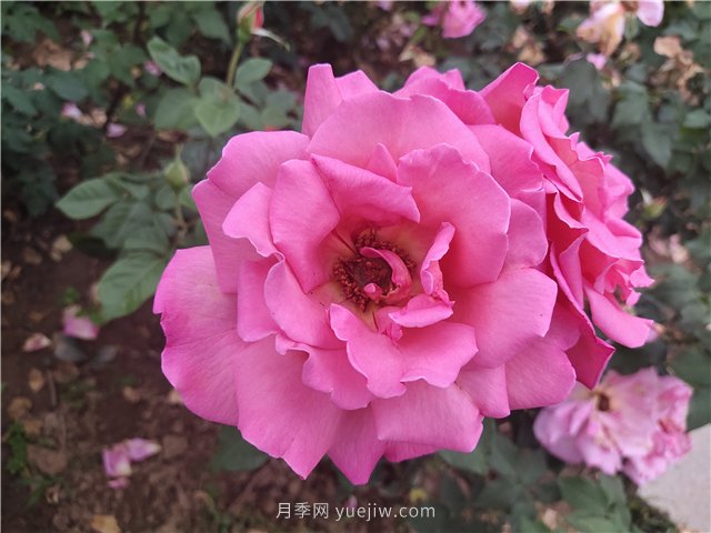20種經典月季品種，妝點南陽火熱的夏季(圖8)