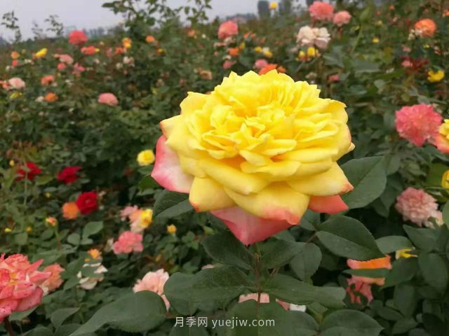 20種經典月季品種，妝點南陽火熱的夏季(圖9)
