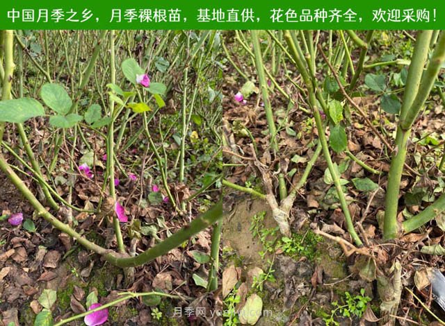 月季網(wǎng)：月季裸根苗的選購、栽植、肥水、養(yǎng)護(hù)技術(shù)大全(圖1)