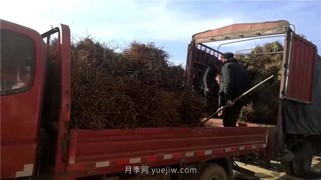 月季網(wǎng)：月季裸根苗的選購、栽植、肥水、養(yǎng)護(hù)技術(shù)大全(圖5)