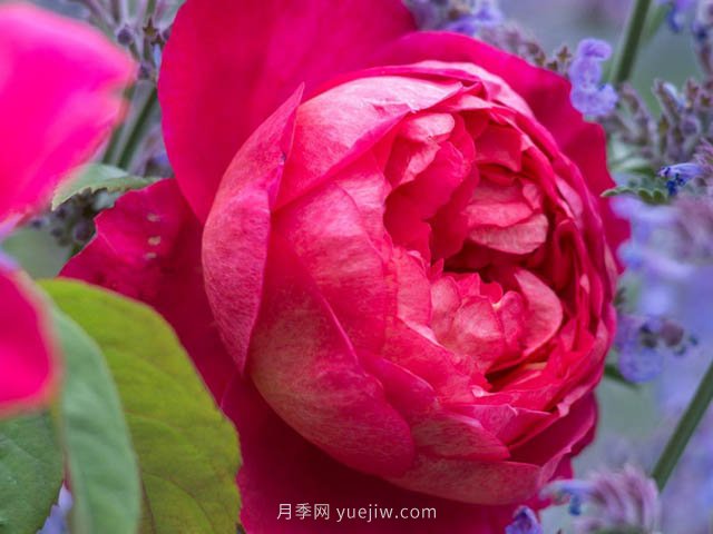 本杰明月季優(yōu)缺點(diǎn)和養(yǎng)護(hù)方法(圖1)